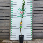 Stĺpovitá hruška (Pyrus communis) ´SAPHIRA´ - jesenná, výška 120-140 cm, kont. C7L